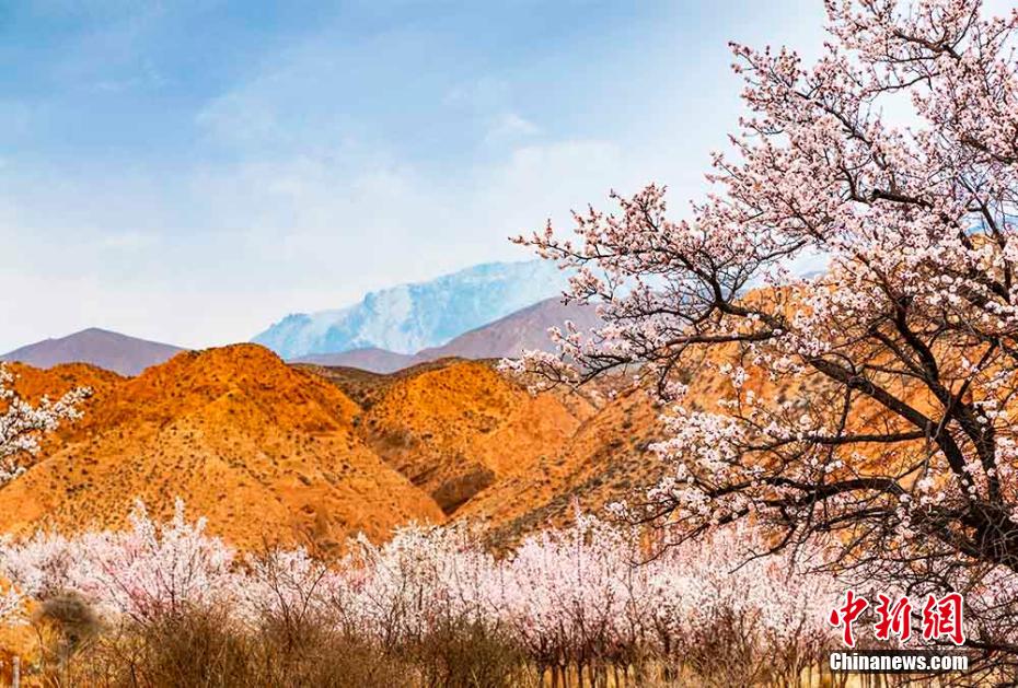 美しい花を咲かせたアンズ（撮影?趙海梅）。