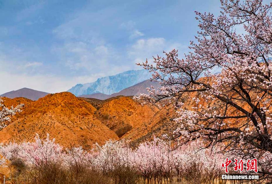 アンズの花が満開(kāi)となり丹霞地形と「競(jìng)演」　青海省