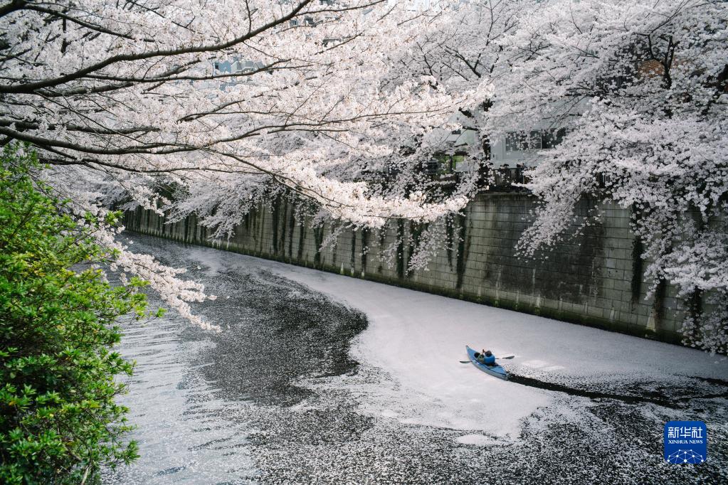 東京で桜が満開に　日本