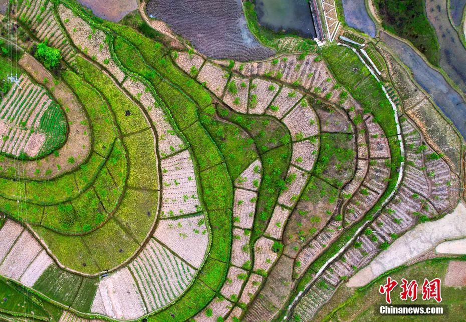 美しい春耕作シーズンの棚田　重慶