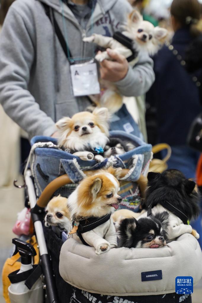 日本最大級(jí)のペットイベント「インターペット東京2022」開(kāi)催　日本