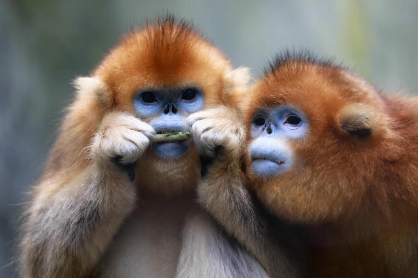 多くの動(dòng)植物の保護(hù)につながるアンブレラ種のパンダ保護(hù)