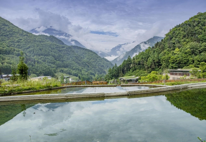 多くの動(dòng)植物の保護(hù)につながるアンブレラ種のパンダ保護(hù)