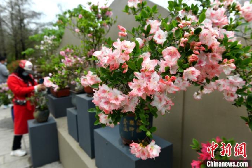 福州市のツツジが満開に　福建省