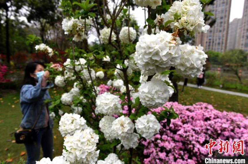 福州市のツツジが満開(kāi)に　福建省