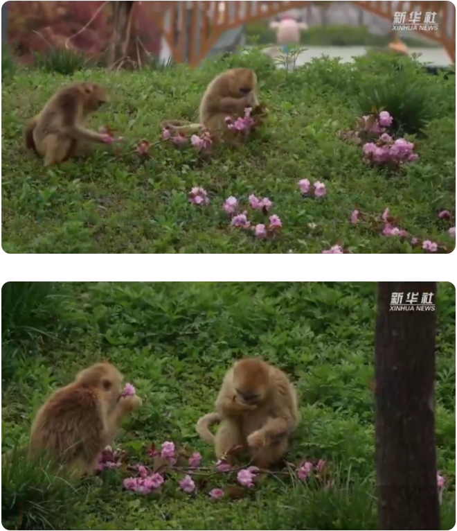 「旬の食材」を味わうキンシコウ　陝西省西安