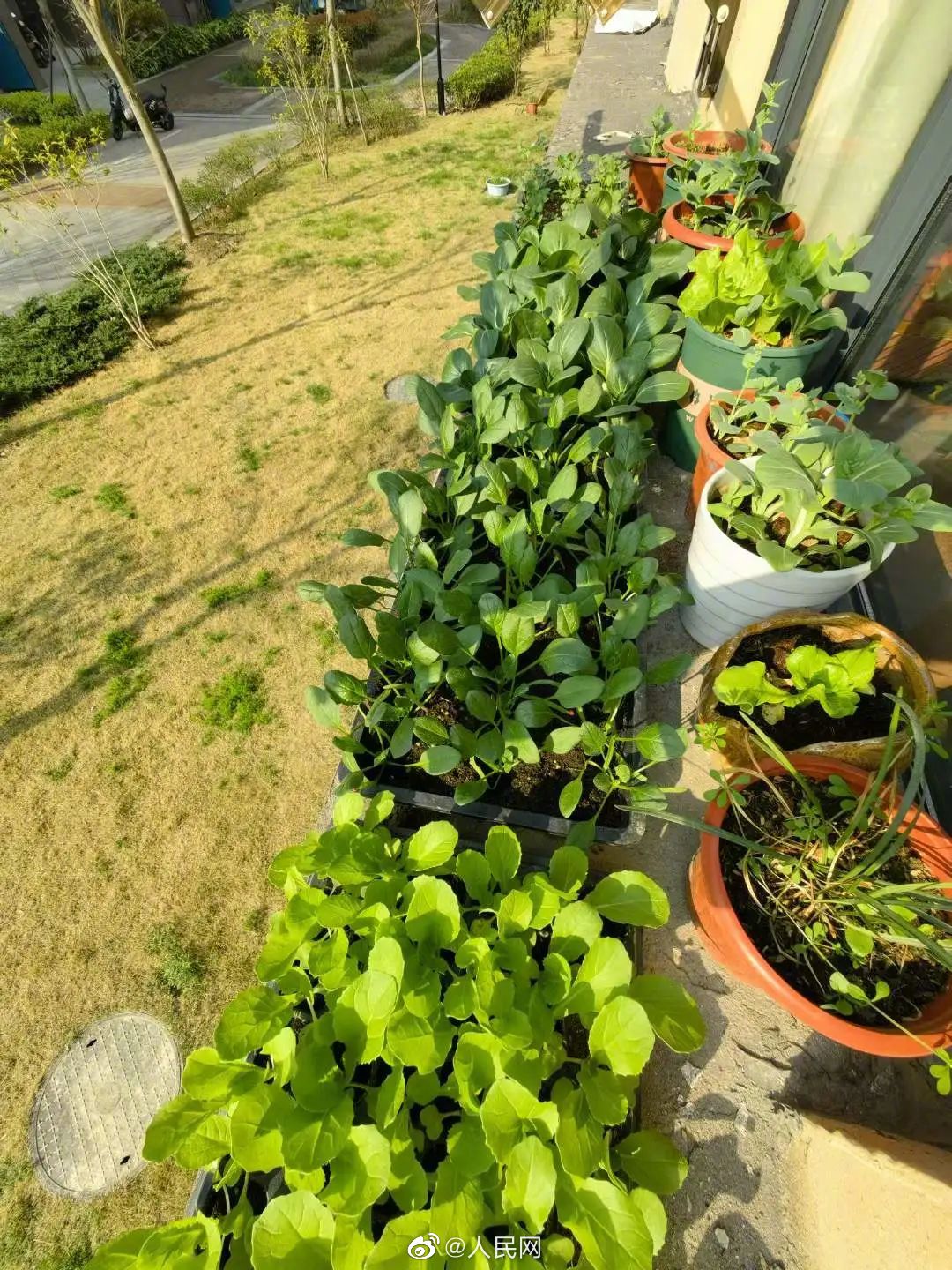 自足自給！4平方メートルの自宅屋外スペースで野菜を栽培する浙江省の女性