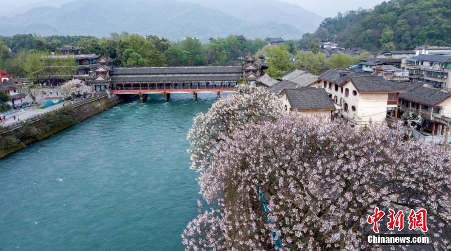 人々を魅了する都江堰の春景色（撮影?曽岷）。