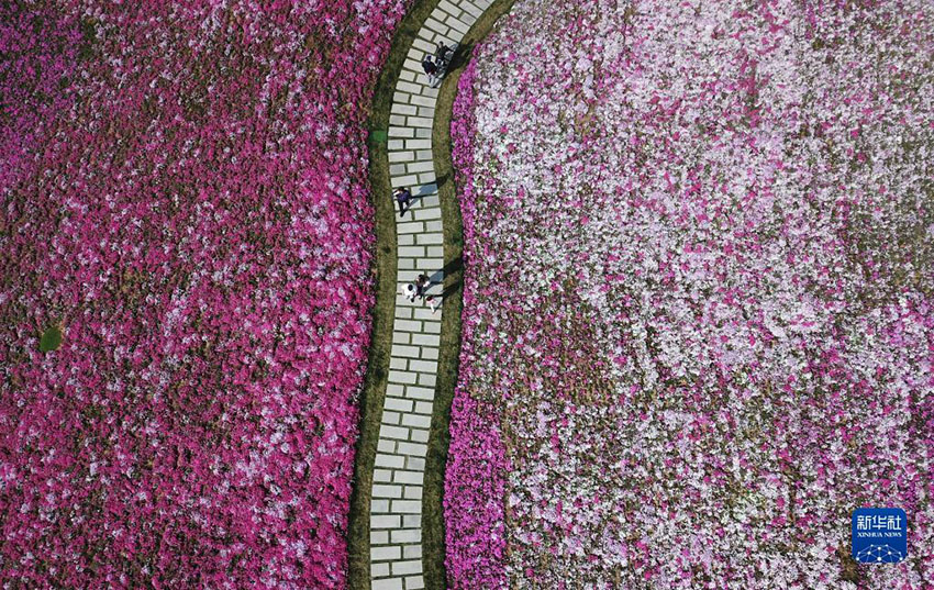 花の海にいるみたい　春を迎えた山東?済南の「龍鼎大道」