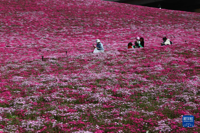 花の海にいるみたい　春を迎えた山東?済南の「龍鼎大道」