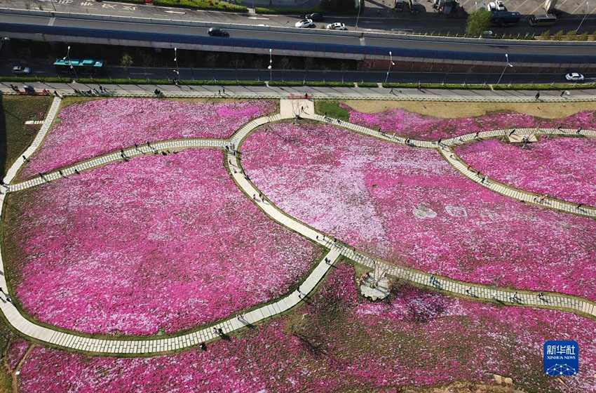 花の海にいるみたい　春を迎えた山東?済南の「龍鼎大道」