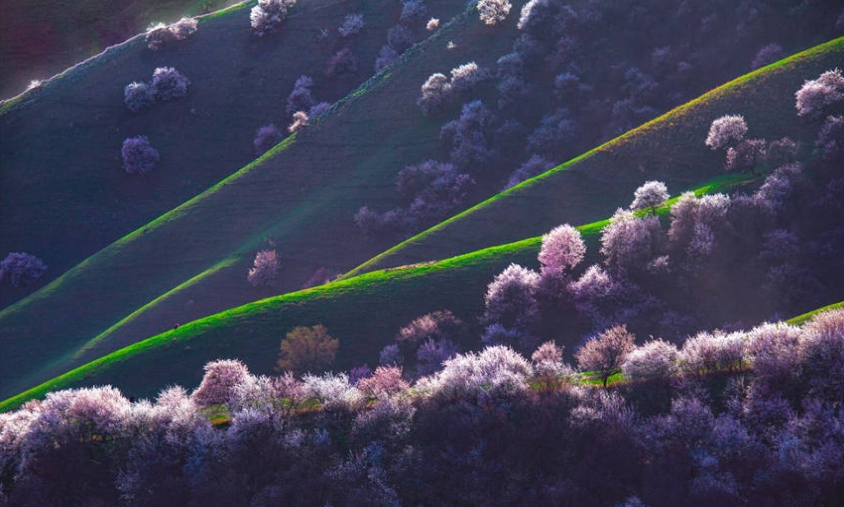 山野を覆い盡くすアンズの花　新疆