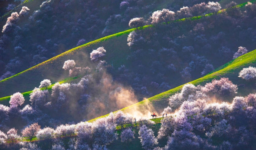 山野を覆い盡くすアンズの花　新疆