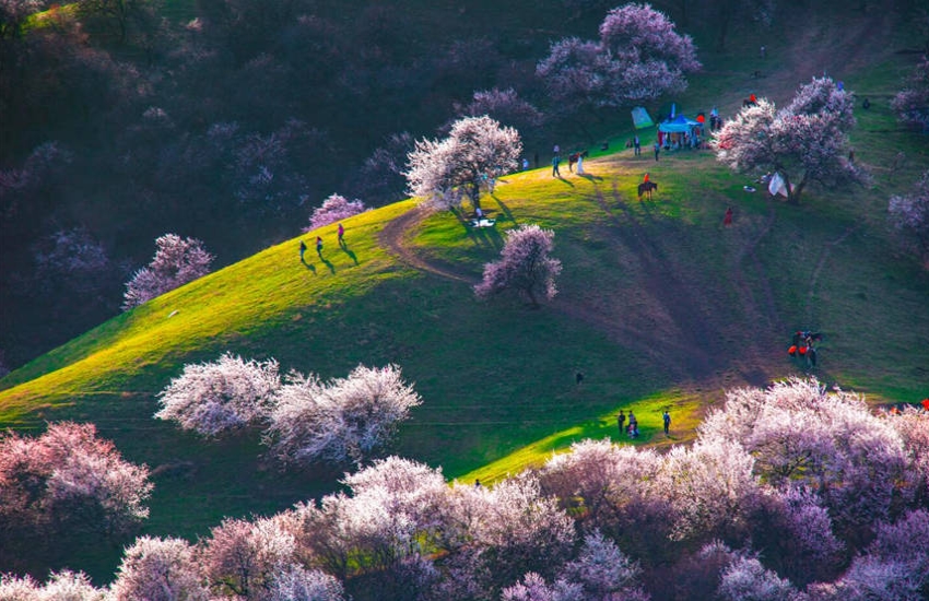 山野を覆い盡くすアンズの花　新疆