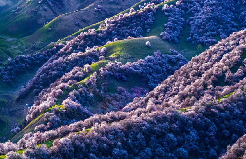 山野を覆い盡くすアンズの花　新疆