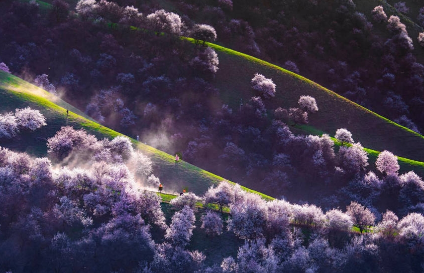 山野を覆い盡くすアンズの花　新疆