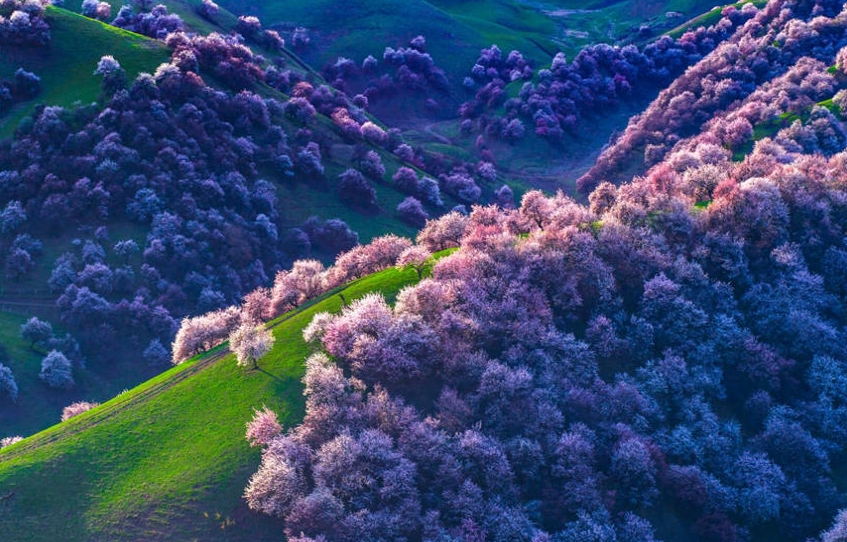 山野を覆い盡くすアンズの花　新疆