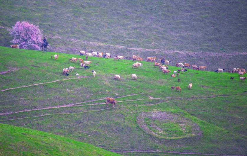 山野を覆い盡くすアンズの花　新疆