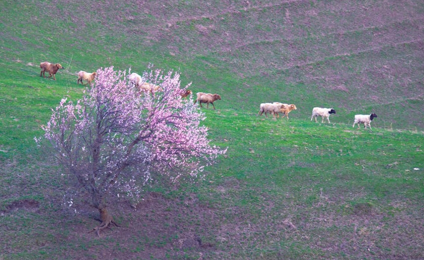山野を覆い盡くすアンズの花　新疆