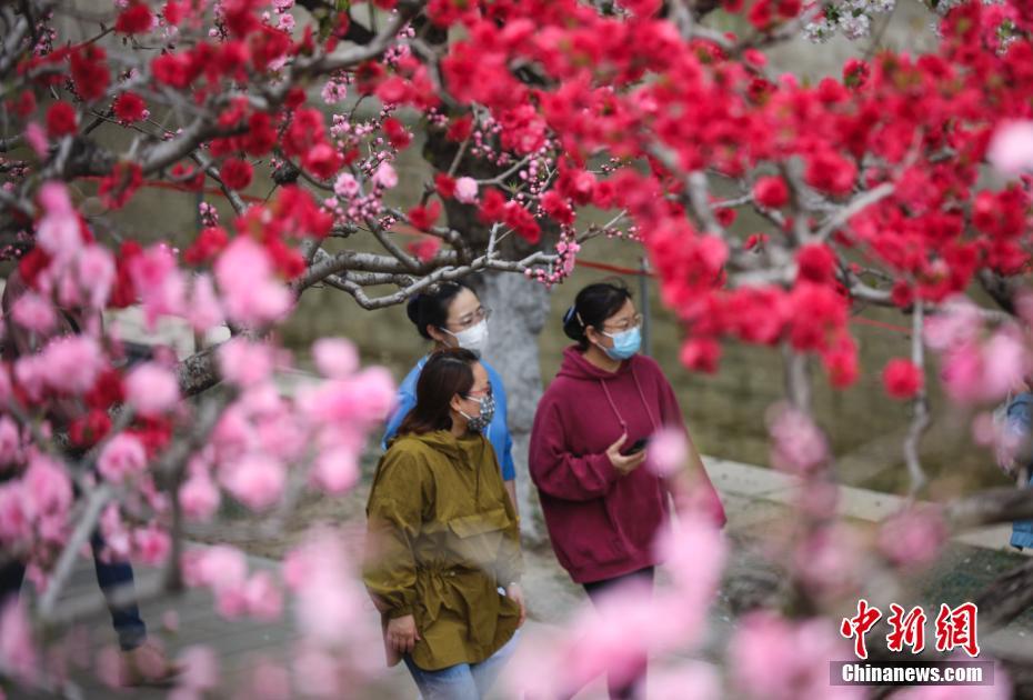 元大都遺跡公園のカイドウの花が満開(kāi)に　北京