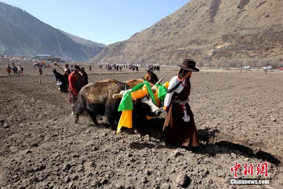 ヤクとトラクターで迎える春の耕作シーズン　青海三江源地區(qū)