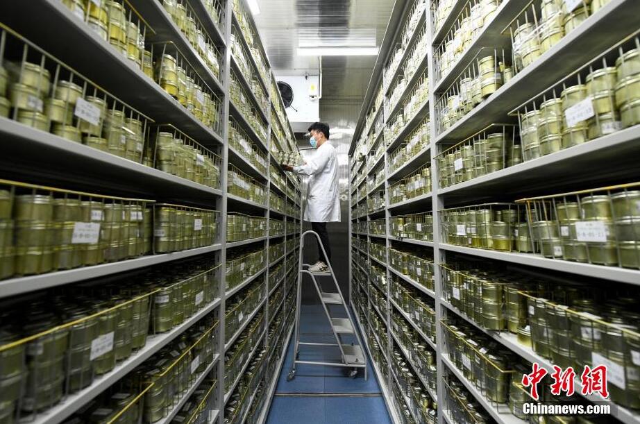 食糧安全の「バラスト」湖南省農作物遺伝資源バンクを訪ねて