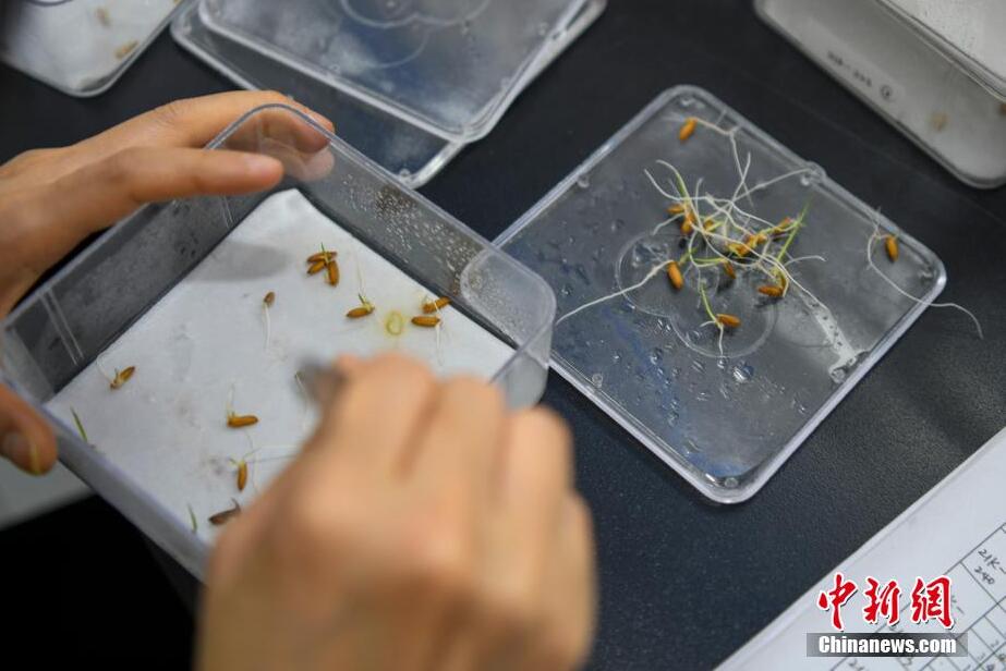 食糧安全の「バラスト」湖南省農(nóng)作物遺伝資源バンクを訪ねて