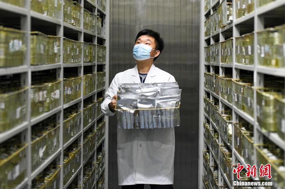 食糧安全の「バラスト」湖南省農(nóng)作物遺伝資源バンクを訪ねて