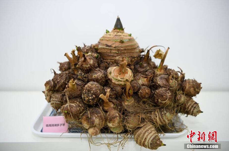 食糧安全の「バラスト」湖南省農(nóng)作物遺伝資源バンクを訪ねて