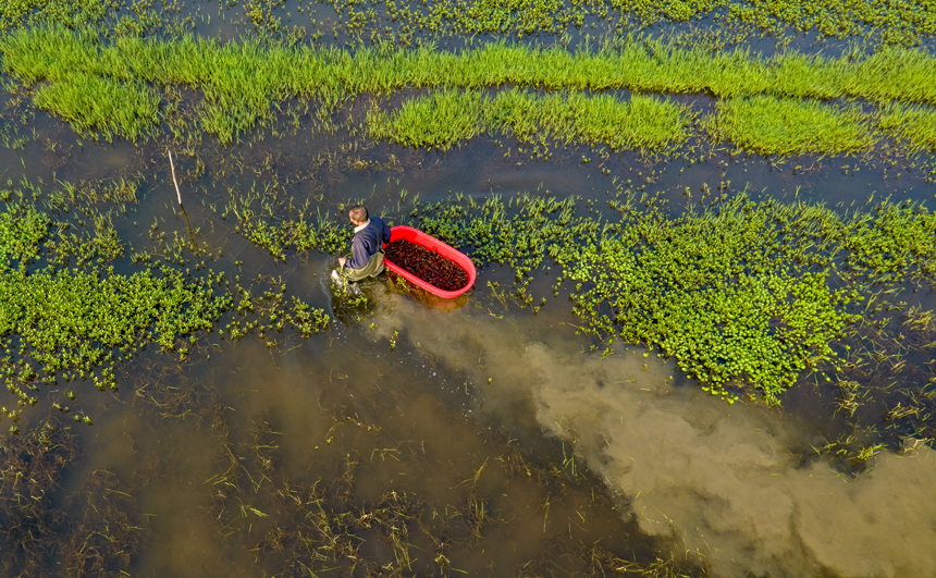 市場(chǎng)に出荷するために大きなプラスチック容器を持ってザリガニを捕獲する農(nóng)家の人々（撮影?趙春亮）。 
