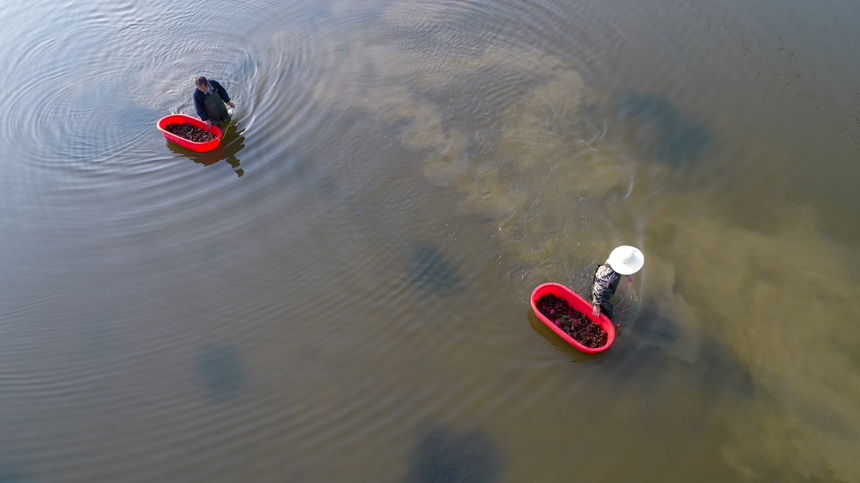 春のザリガニ出荷シーズン到來(lái)　江西省新余市