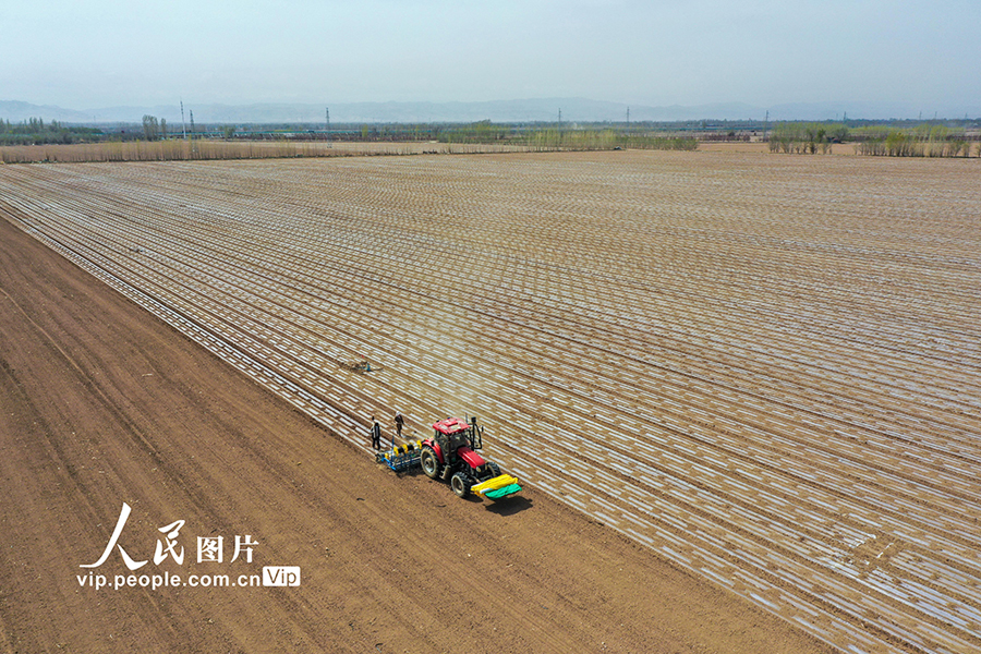 新疆フトビ県、3.6萬ヘクタールの土地で綿の種まき作業(yè)