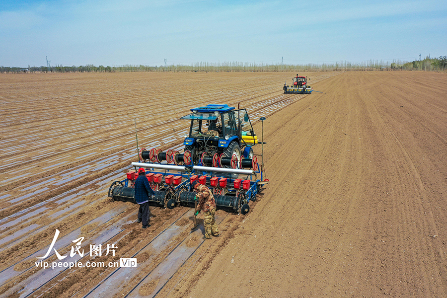 新疆フトビ県、3.6萬(wàn)ヘクタールの土地で綿の種まき作業(yè)