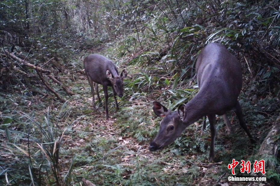 生命の寶庫「海南熱帯雨林國家公園」を訪ねて　海南省