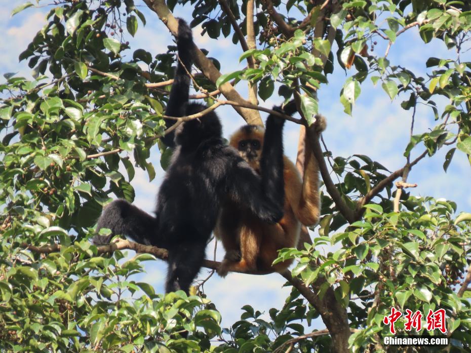 生命の寶庫「海南熱帯雨林國家公園」を訪ねて　海南省