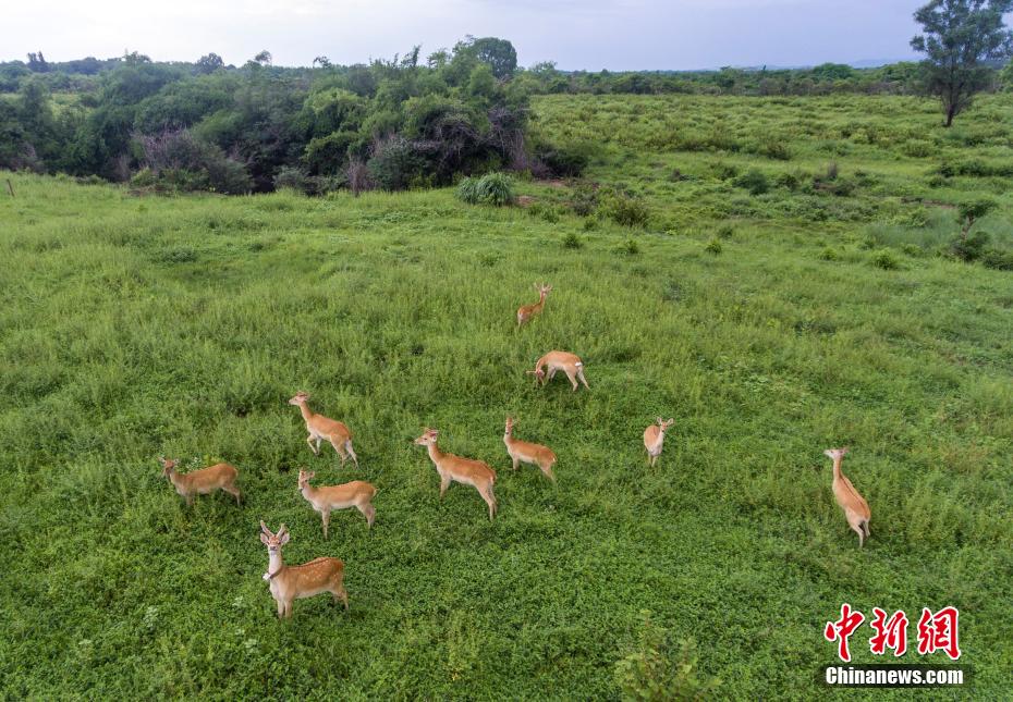 生命の寶庫「海南熱帯雨林國家公園」を訪ねて　海南省