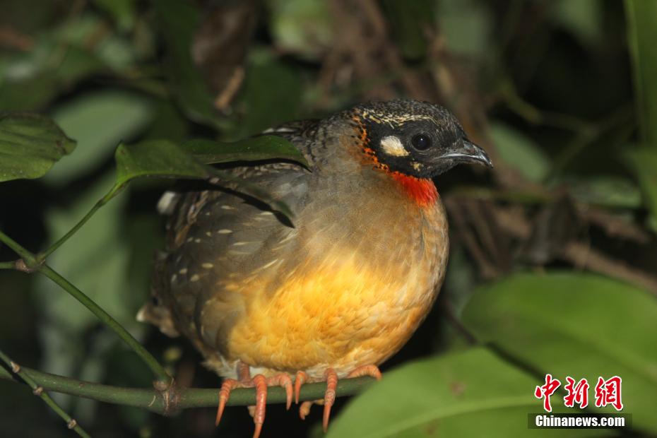 生命の寶庫「海南熱帯雨林國家公園」を訪ねて　海南省