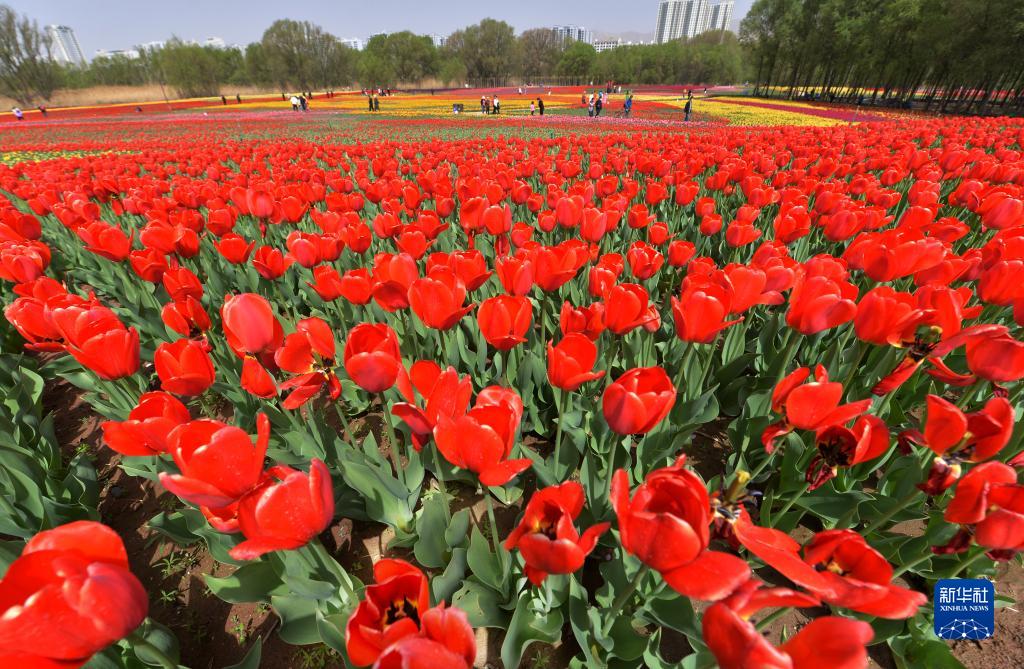 甘粛省臨夏回族自治州永靖県黃河花堤で、満開を迎えたチューリップ（4月13日撮影?史有東）。