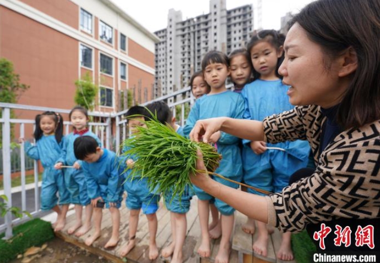 田植えの季節(jié)がやって來(lái)た！園児たちが田植えを體験　江西省新余