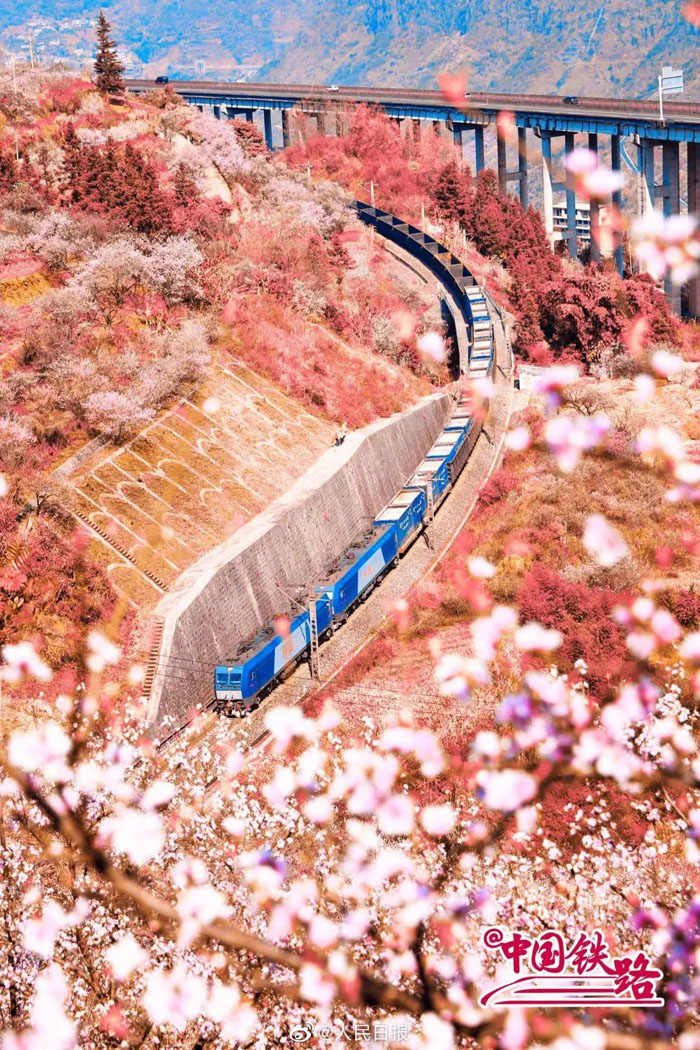 春の息吹を感じられる花と列車の織りなす風(fēng)景