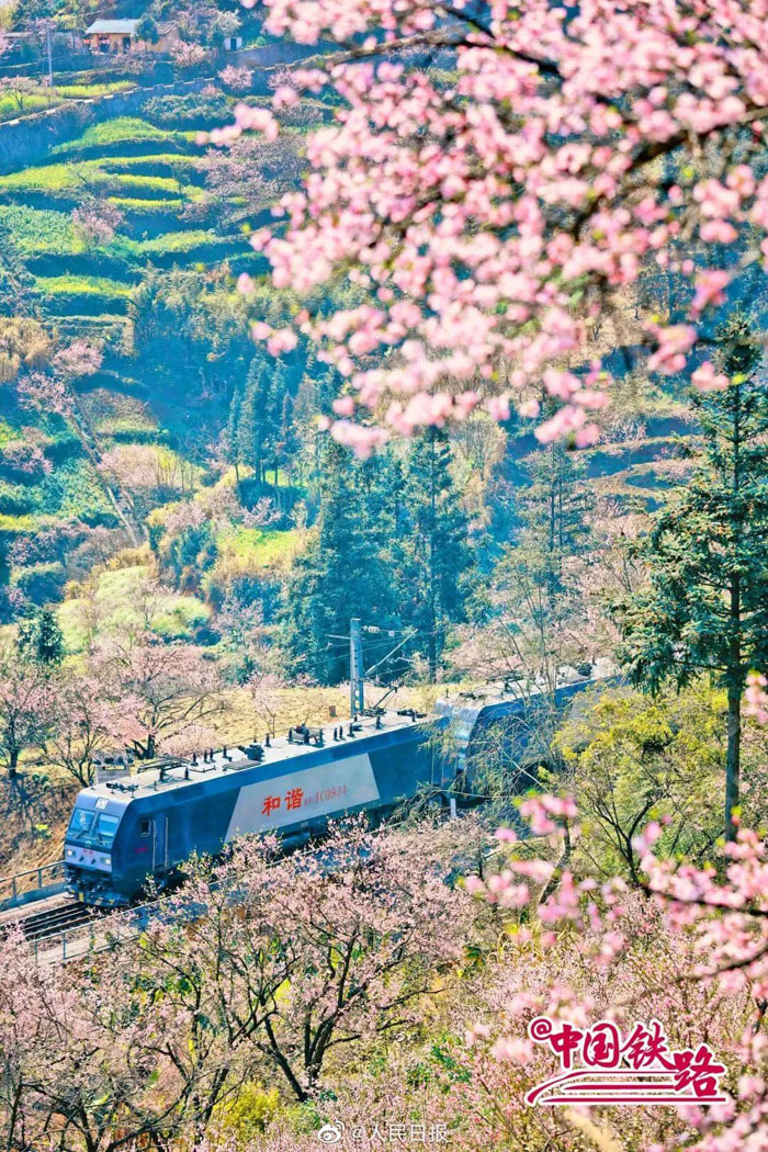 春の息吹を感じられる花と列車の織りなす風(fēng)景