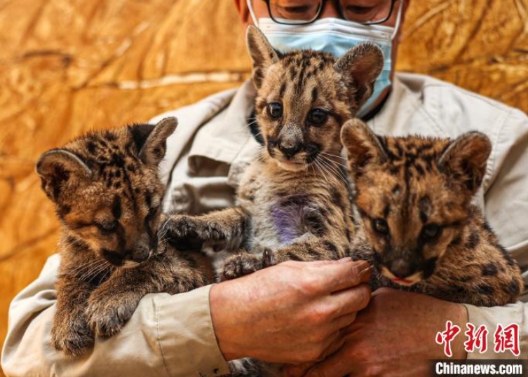 生まれて間もないピューマの赤ちゃん（撮影?李信君）。