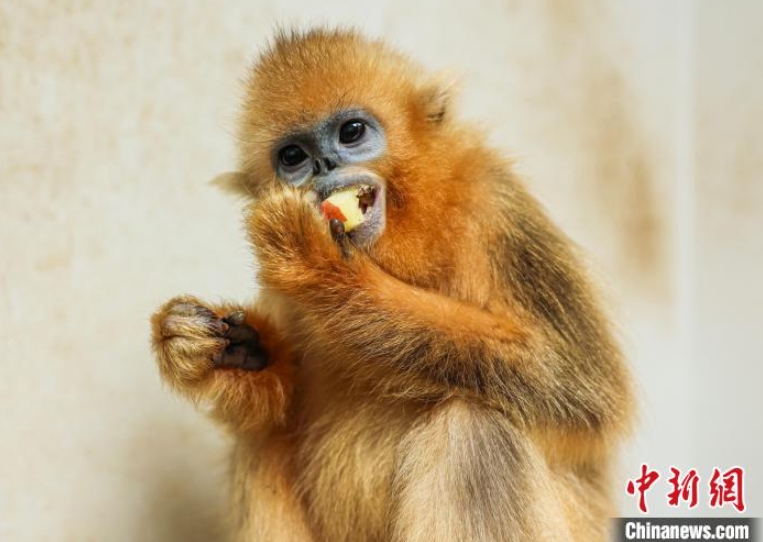 動(dòng)物の赤ちゃんたちが保育園に入園！　山東省栄成