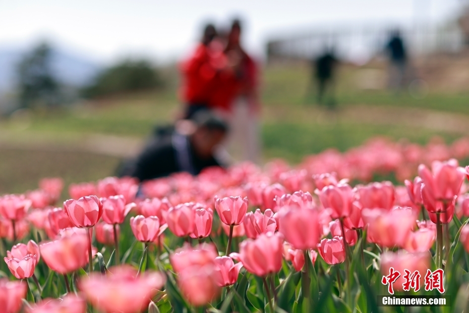 チューリップ30萬(wàn)本が満開迎えた北京世園公園