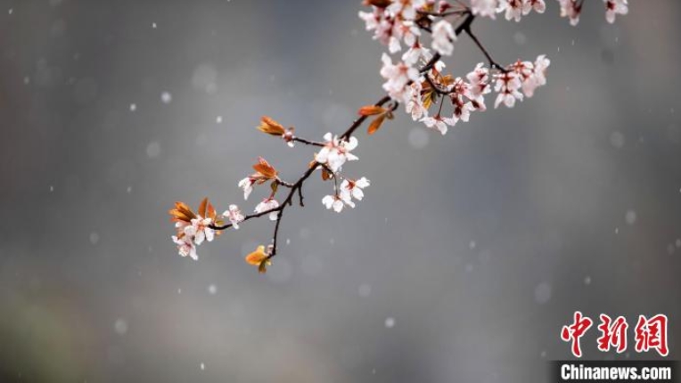 4月に舞い散る「春の雪」　湖北省神農(nóng)架