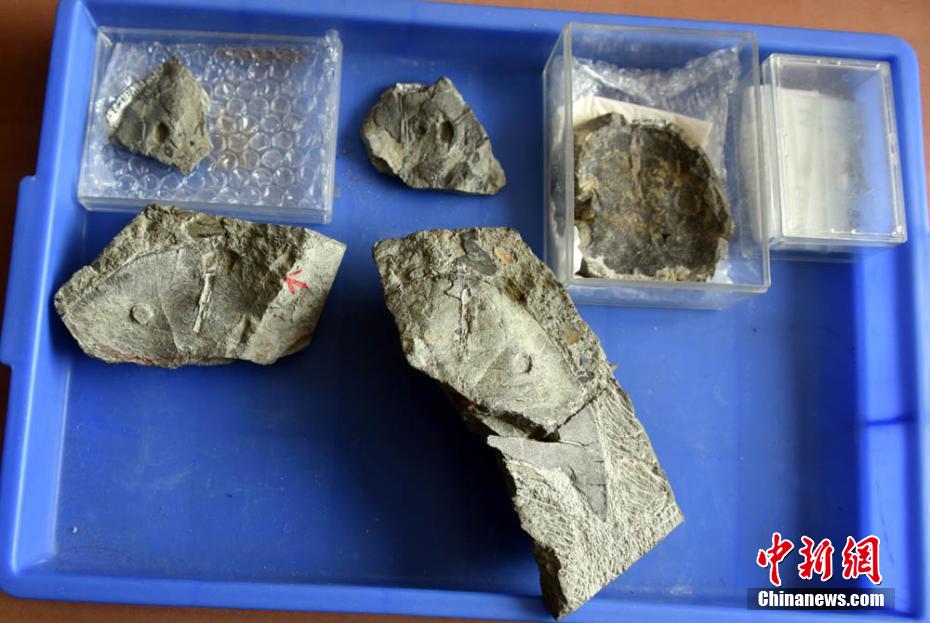 中國の科學(xué)者が4億1千萬年前の「巨大西屯魚」を発見