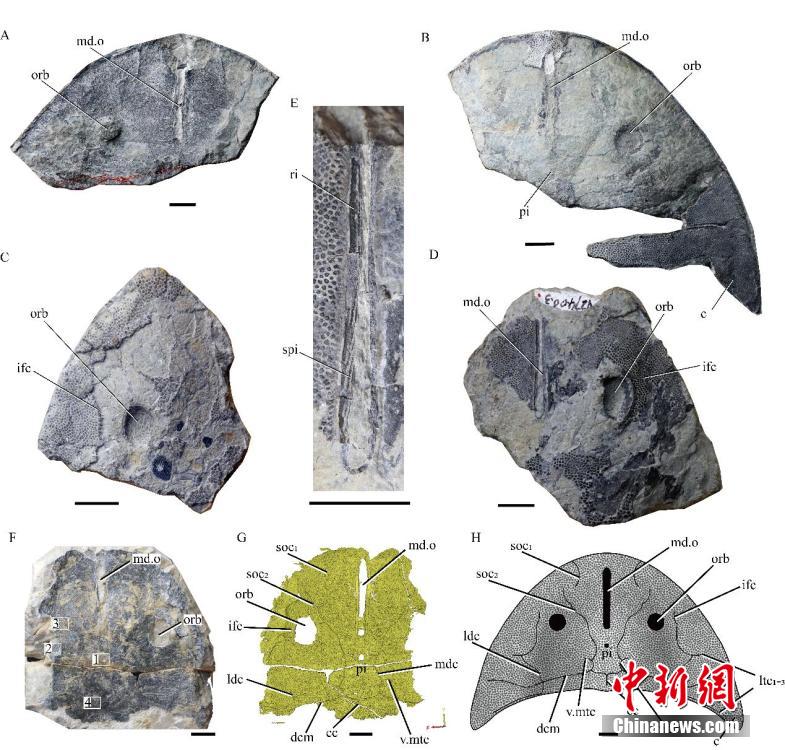 中國(guó)の科學(xué)者が4億1千萬年前の「巨大西屯魚」を発見