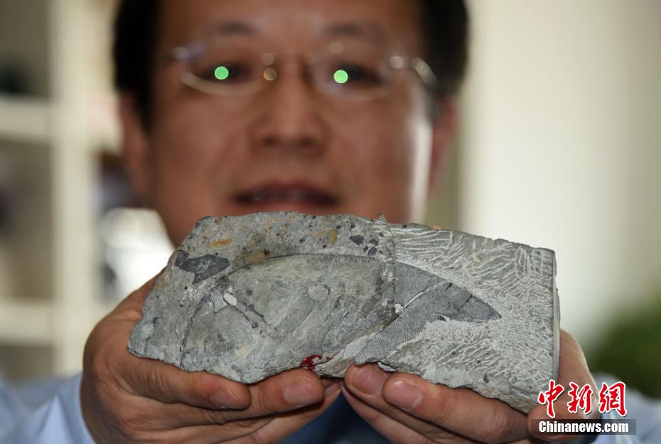 中國の科學(xué)者が4億1千萬年前の「巨大西屯魚」を発見
