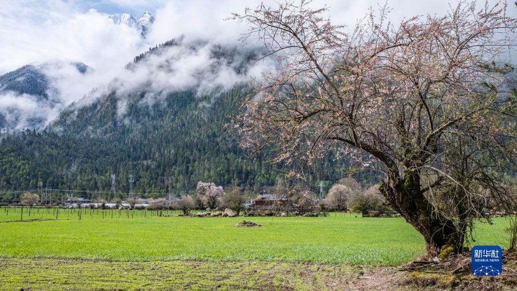 波密県に咲くモモの花（4月18日撮影?孫非）。
