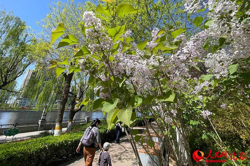 春たけなわの北京副都心で運(yùn)河両岸の景色を満?jiǎn)?></a></td></tr><tr><td class=